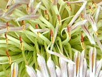 �L���O�v���e�A(King Protea)