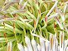 �L���O�v���e�A(King Protea)
