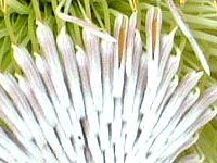 �L���O�v���e�A(King Protea)