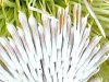 �L���O�v���e�A(King Protea)