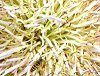 �L���O�v���e�A(King Protea)