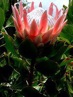 �L���O�v���e�A(King Protea)