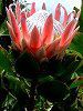 �L���O�v���e�A(King Protea)