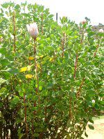 �V���K�[�E�u�b�V��(Sugar Bush)