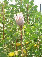 �V���K�[�E�u�b�V��(Sugar Bush)