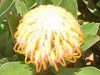 �s���N�b�V����(Pincushions)