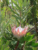 �L���O�v���e�A(King Protea)