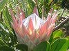 �L���O�v���e�A(King Protea)