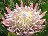 �L���O�v���e�A(King Protea)