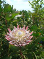 �L���O�v���e�A(King Protea)