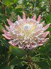 �L���O�v���e�A(King Protea)