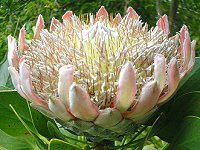 �L���O�v���e�A(King Protea)