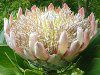 �L���O�v���e�A(King Protea)