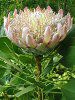 �L���O�v���e�A(King Protea)