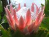 �L���O�v���e�A(King Protea)