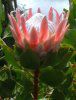 �L���O�v���e�A(King Protea)