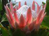 �L���O�v���e�A(King Protea)