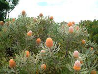 �v���e�A(Protea)