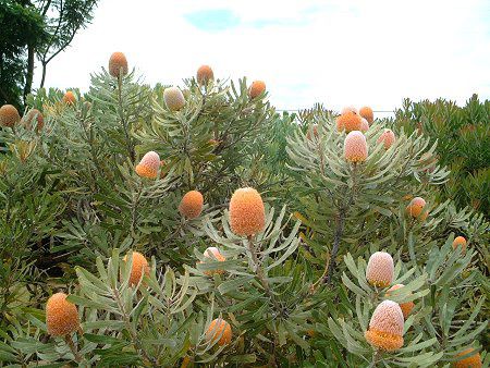 バンクシアオレンジフロスト(Banksia Orange Frost)