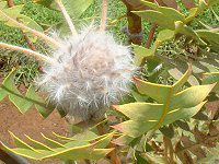 �o�[�h�l�X�g�E�o���N�V���[(Birdnest_Banksia)