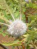 �o�[�h�l�X�g�@�o���N�V���[(Birdnest_Banksia)