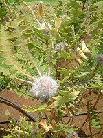 Birdnest_Banksia