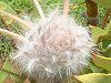 �o�[�h�l�X�g�@�o���N�V���[(Birdnest_Banksia)