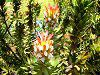Scarlet Bottlebrush(Mimetes cucullatus)