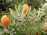 �o���N�V�A�E�I�����W�E�t���X�g(Banksia Orange Frost)
