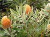 �o���N�V�A�E�I�����W�E�t���X�g(Banksia Orange Frost)
