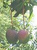 �}���S�[(Mango)