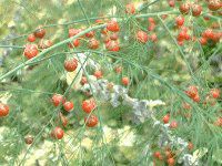 �A�X�p���K�X(Asparagus)