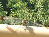 �A�J�g���{�i����x�j