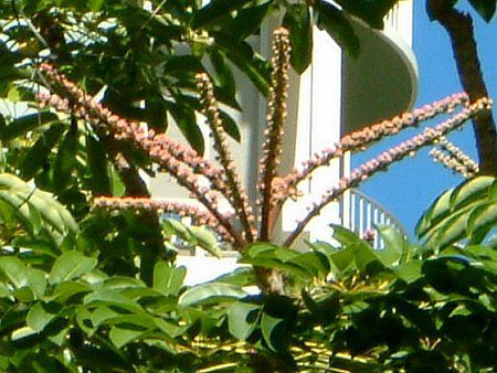 Are Tree Octopuses Real. Tree Octopus Fake. oahu tree