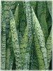 �T���Z�x���A(Sansevieria)