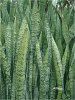 �T���Z�x���A(Sansevieria)