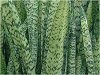 �T���Z�x���A(Sansevieria)