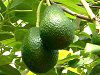 �A�{�J�h�iAvocado�j
