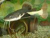 ���b�h�e�[���L���b�g�t�B�b�V���iRedtail catfish�j