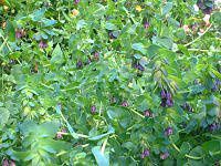 �Z�����Z(Cerinthe)