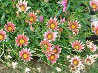 �K�U�j�A(Gazania)