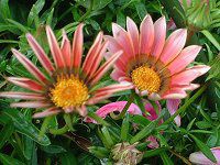 �K�U�j�A(Gazania)
