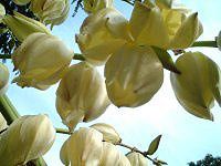 ���b�J(Yucca)