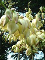���b�J(Yucca)