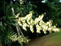 ���b�J(Yucca)