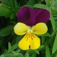 �p���W�[