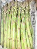 �A�X�p���K�X�iAsparagus officinalis�j