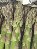 �A�X�p���K�X�iAsparagus officinalis�j