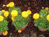 �}���[�S�[���h(Marigold)-yellow