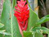 �A���s�j�A�E�v���v���^�iAlpinia purpurata�j